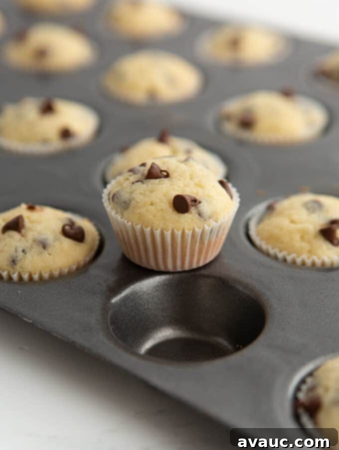 Mini Chocolate Chip Muffins 9 freshly baked mini chocolate chip muffin on baking pan